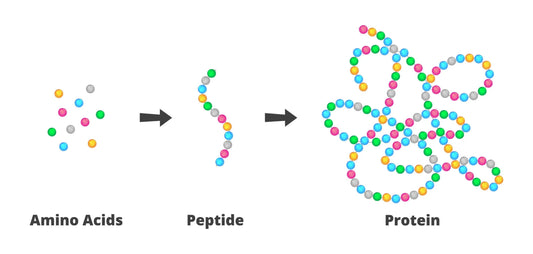 Peptides vs Proteins | Understanding the Key Differences - Everwell Peptides