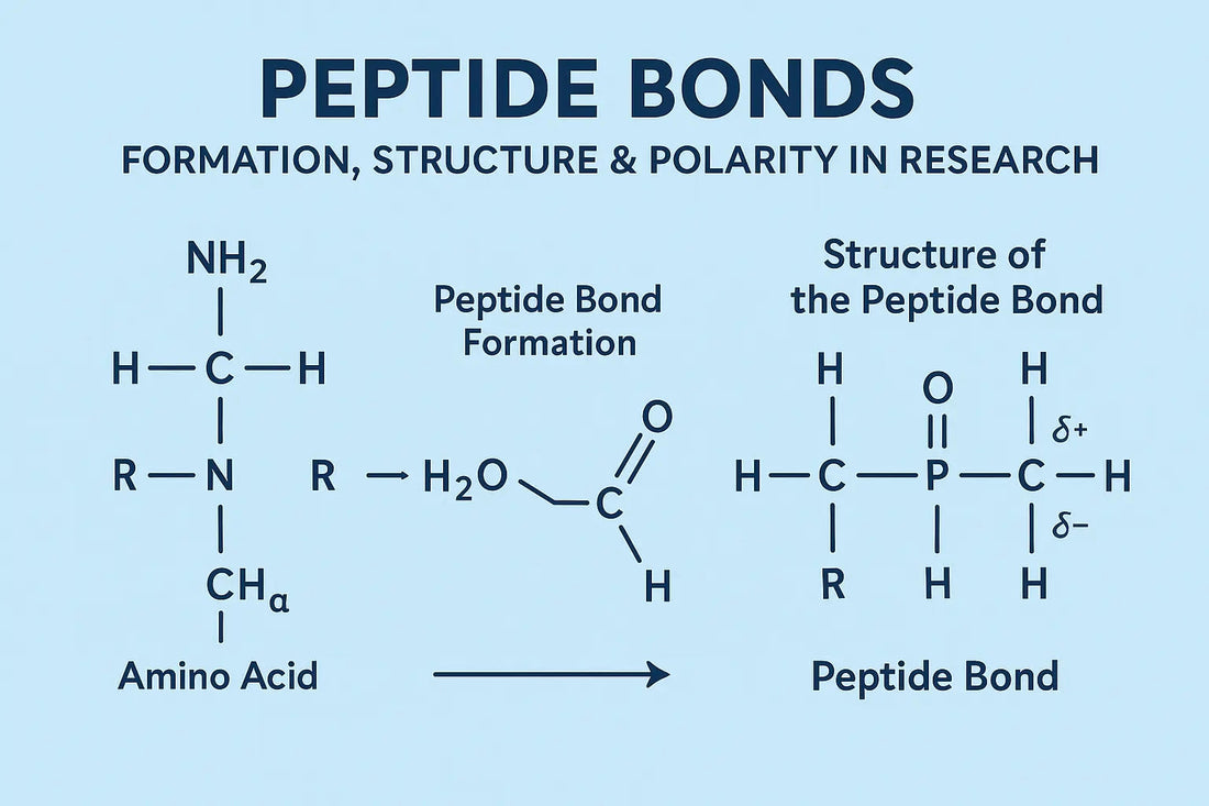 Peptide Bonds | Formation, Structure & Polarity in Research - Everwell Peptides